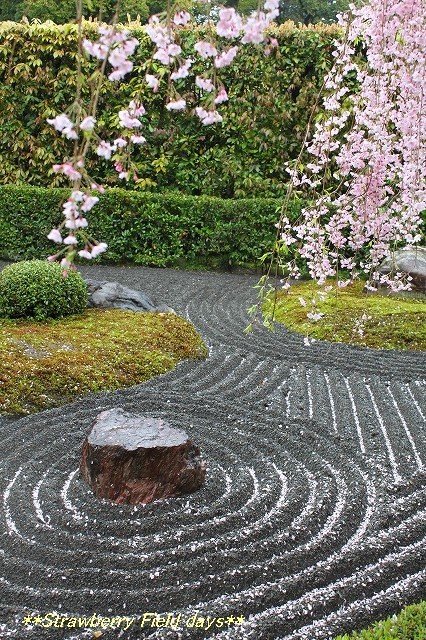 京都　桜紀行　２０１５　退蔵院　⑤_c0087094_20555599.jpg