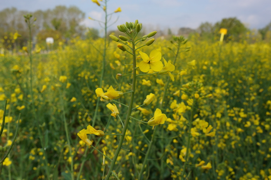 菜の花畑と教育改革_f0106597_2361135.jpg