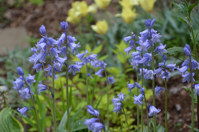 イングリッシュブルーベル メギの花 15 雑木林の家から Nishio