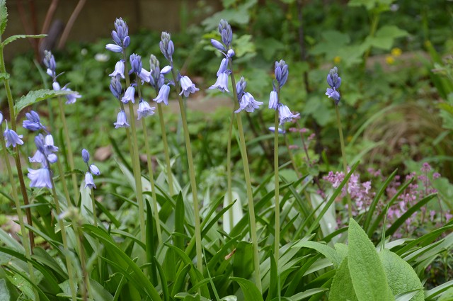 イングリッシュブルーベル メギの花 15 雑木林の家から Nishio