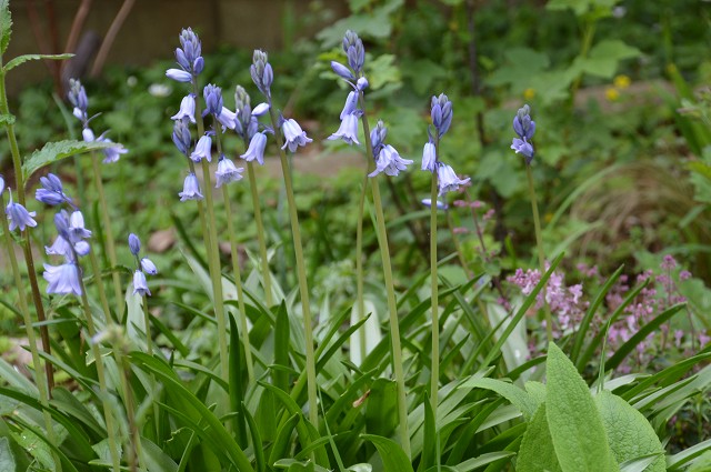 イングリッシュブルーベル､メギの花 2015_c0124100_17595754.jpg