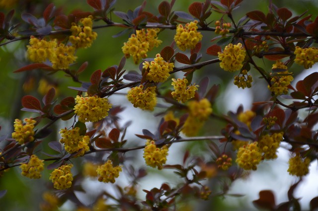 イングリッシュブルーベル､メギの花 2015_c0124100_1803987.jpg