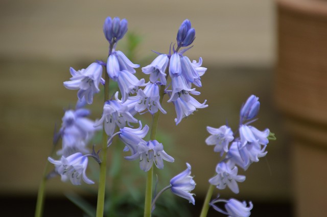 イングリッシュブルーベル メギの花 15 雑木林の家から Nishio