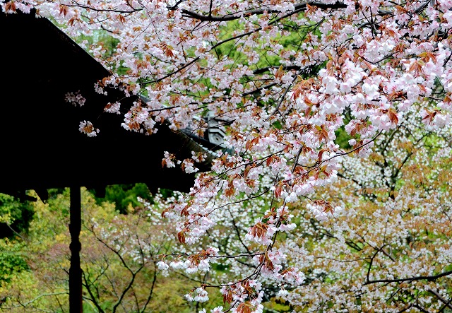 等持院　雨の山桜_a0169902_2313238.jpg