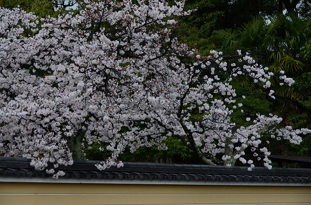 等持院 雨の山桜_a0169902_23135241.jpg