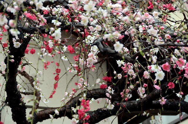 等持院　雨の山桜_a0169902_2314387.jpg