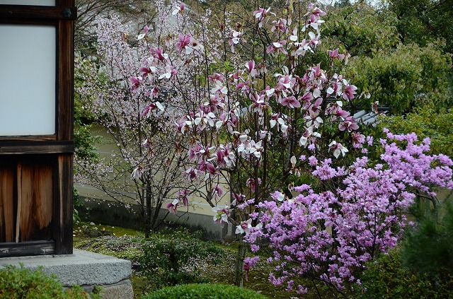 等持院 雨の山桜_a0169902_23144344.jpg
