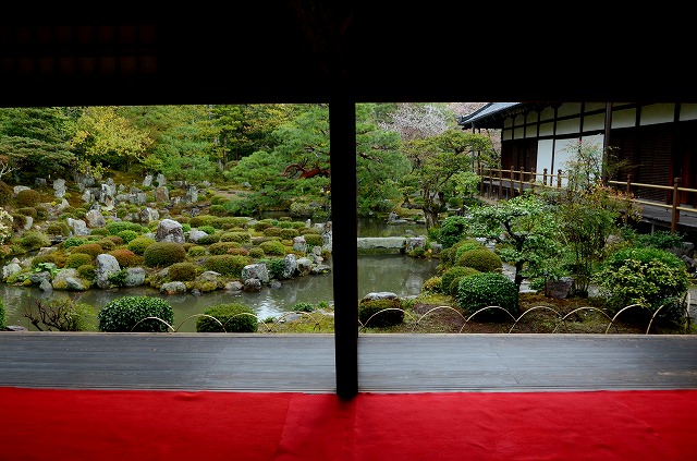 等持院　雨の山桜_a0169902_23145943.jpg