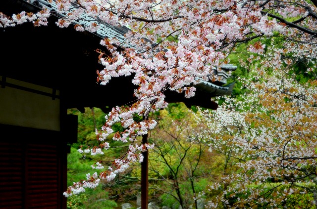 等持院 雨の山桜_a0169902_23151220.jpg