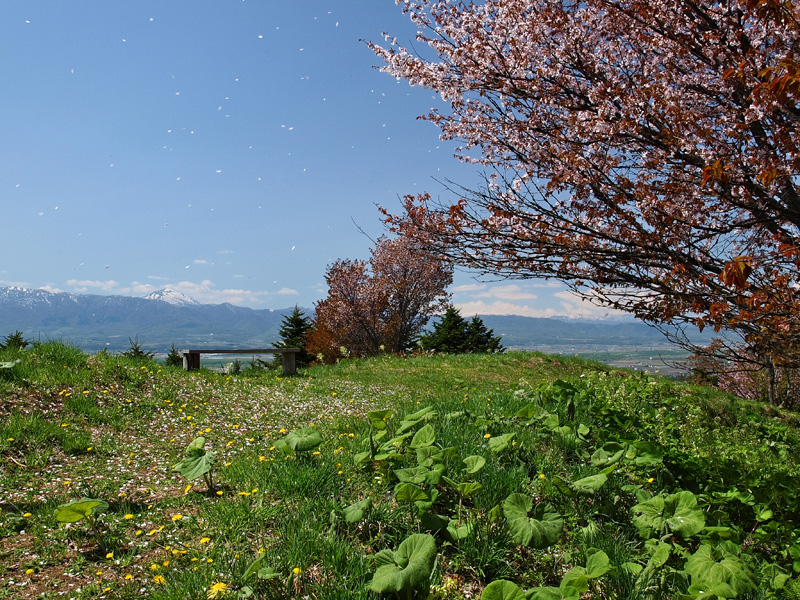 奈井江三角山（四等三角点「里山」 奈井江町）　　2009.5.10_f0200402_859734.jpg