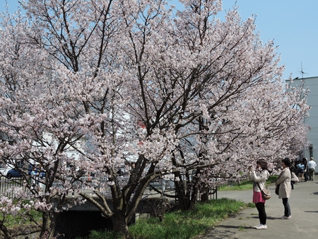 やはり行ってきました（千島桜）_b0237704_16335552.jpg