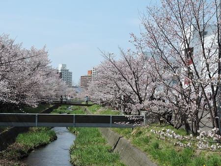 やはり行ってきました（千島桜）_b0237704_16344088.jpg