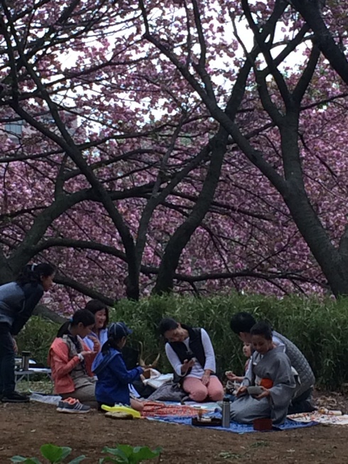 八重桜のもとで野点 2_a0056406_1350530.jpg