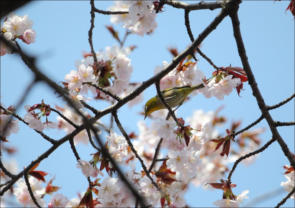 桜が咲いて・・・・・・・。_c0295707_17435619.jpg