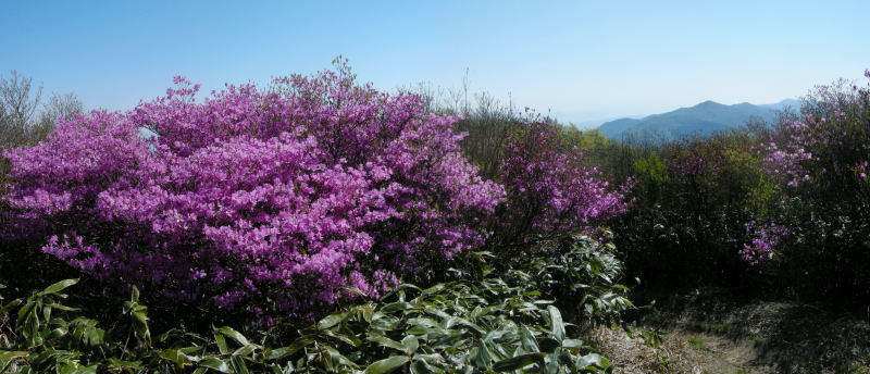 井原山 №213 水無より登る　2015.04.16_f0196109_17583062.jpg