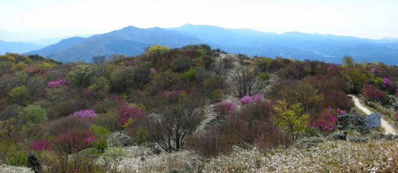 井原山 №213 水無より登る　2015.04.16_f0196109_17590006.jpg