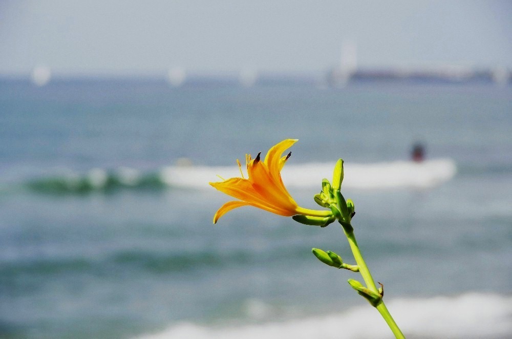 海辺のフラワー_c0352813_14153607.jpg