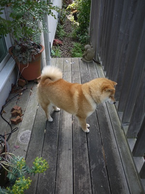 犬ちゃんのしっぽについて 犬走りのある小庭 犬ちゃんのしっぽについて 犬走りのある小庭