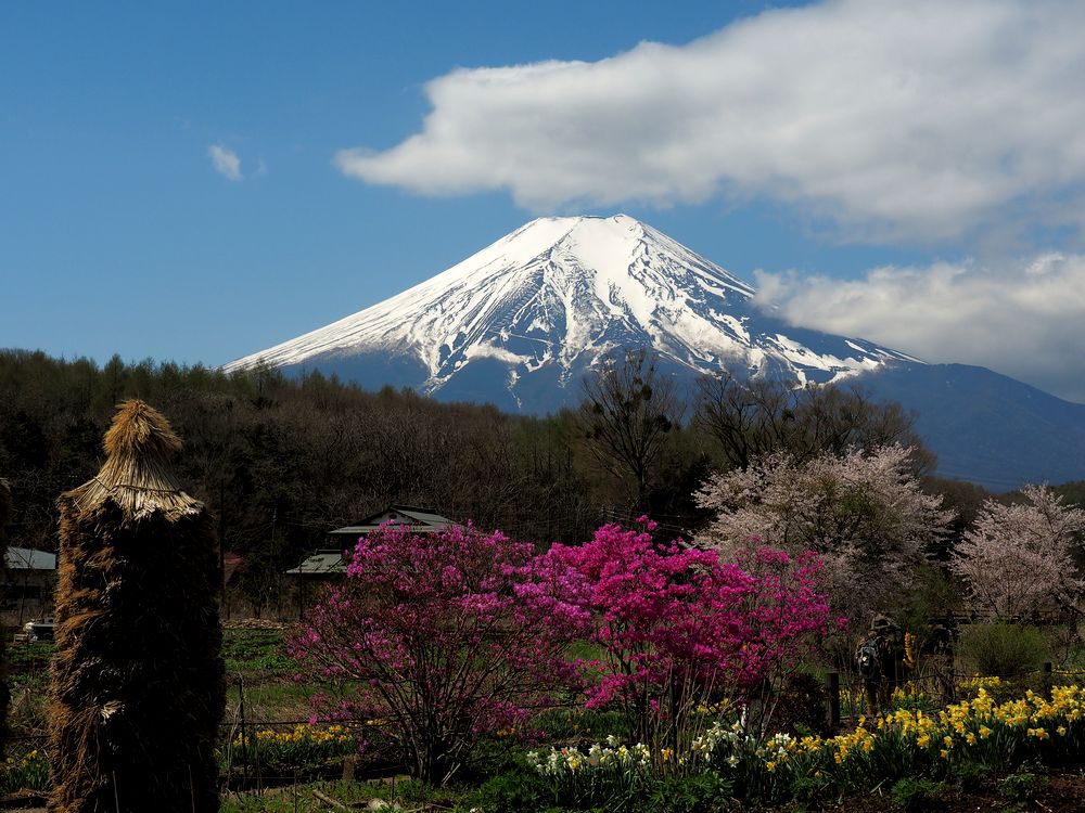 ＊残雪の富士山と桜の共演_b0204819_18253599.jpg