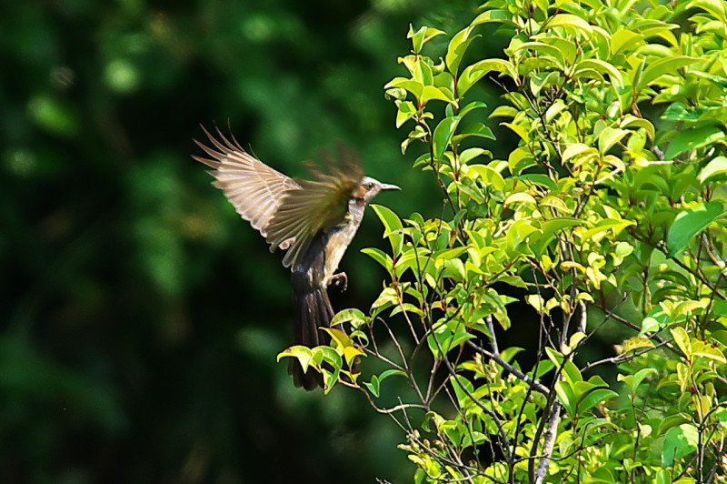 光が丘公園　バードサンクチュアリ_c0158519_10495872.jpg