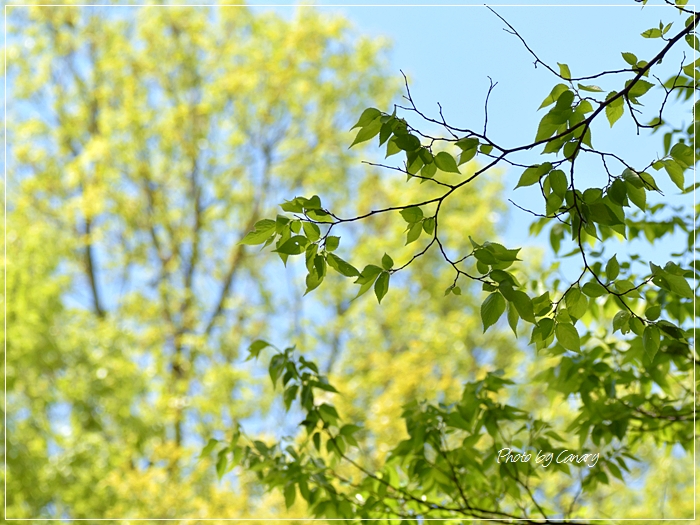 木の芽どきは良いのですが・・・　コサメビタキ＆シジュウカラ　2015/4/26   in Tokyo_d0129921_198840.jpg