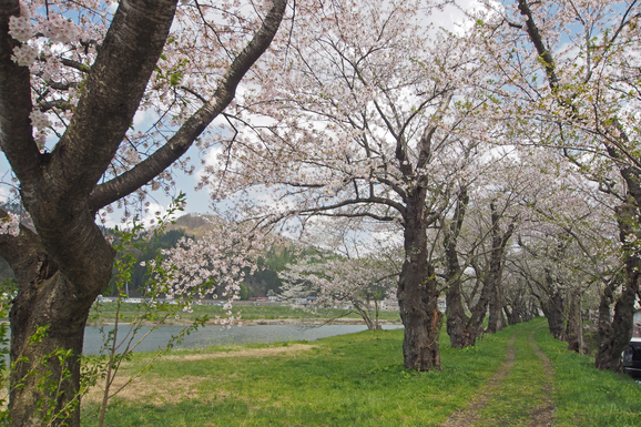 角館の桜_e0108721_0141247.jpg