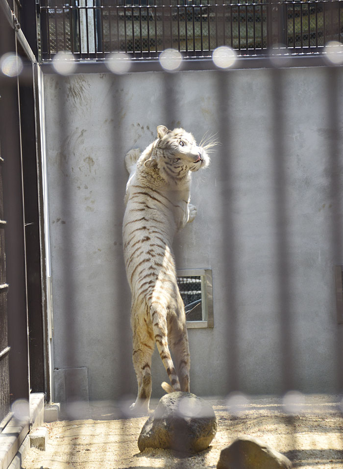 2015.4.26 宇都宮動物園☆ホワイトタイガーのアース【White tiger】_f0250322_16242243.jpg