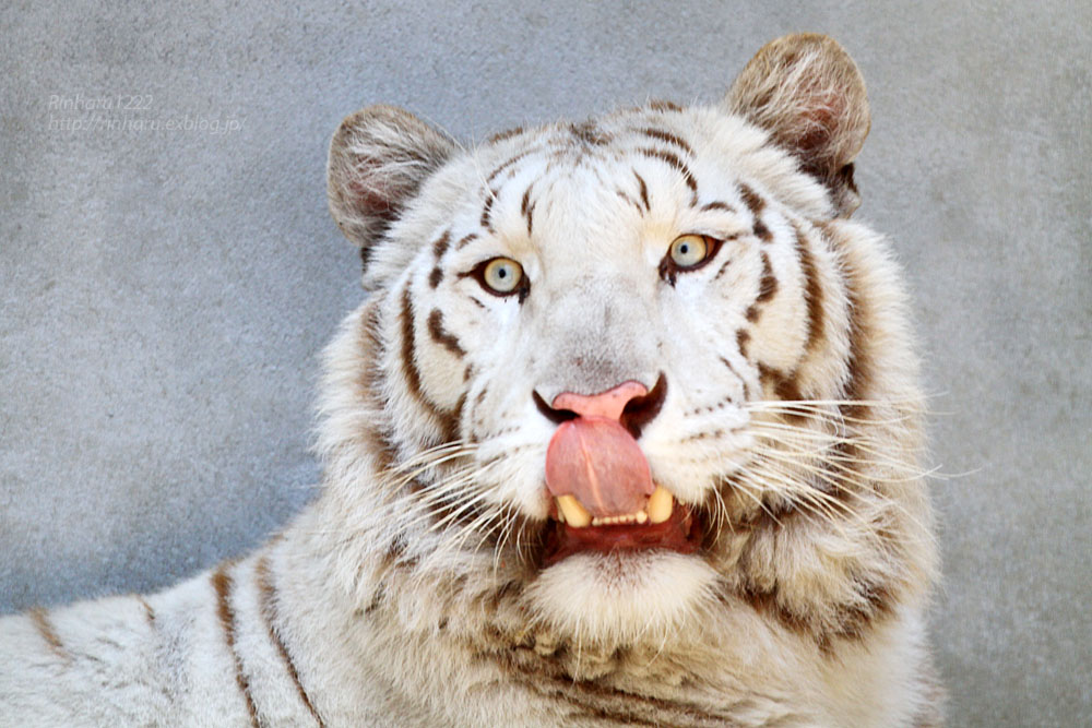 2015.4.26 宇都宮動物園☆ホワイトタイガーのアース【White tiger】_f0250322_16242595.jpg