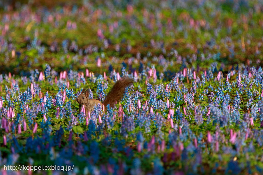 お花畑とエゾリス2015　その1_f0234423_21355236.jpg