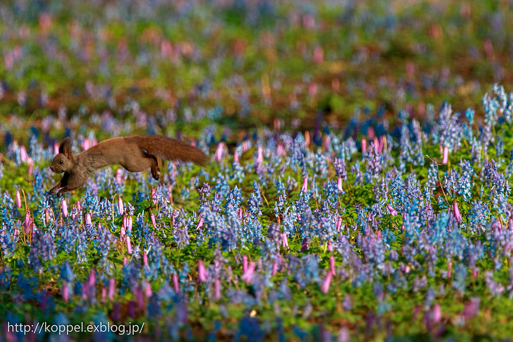 お花畑とエゾリス2015　その1_f0234423_21355237.jpg