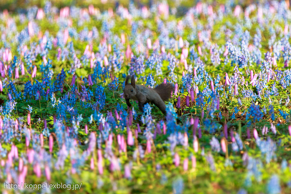 お花畑とエゾリス2015　その1_f0234423_21355359.jpg