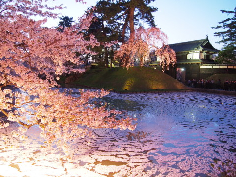 弘前公園の夜桜*2015.04.25_b0147224_2142522.jpg