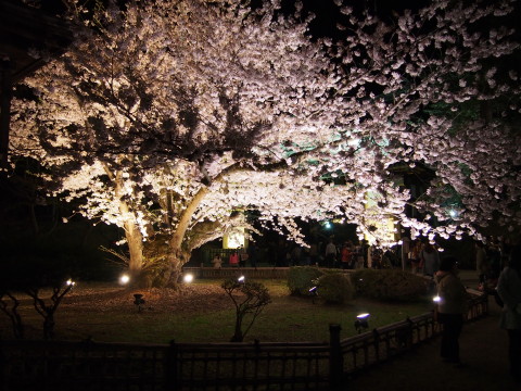 弘前公園の夜桜*2015.04.25_b0147224_21444642.jpg