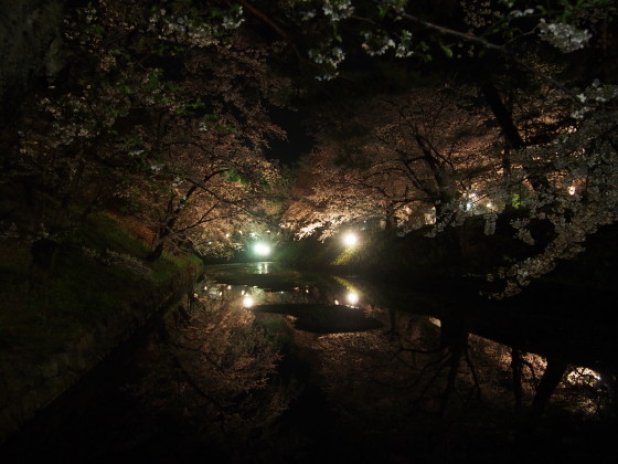 弘前公園の夜桜*2015.04.25_b0147224_21562677.jpg