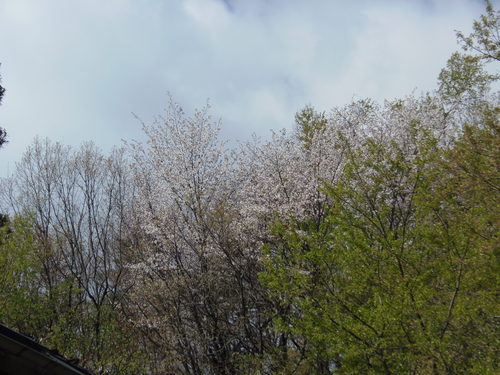 続ほよ村の桜　４月２６日　２０１５_d0127627_1010925.jpg