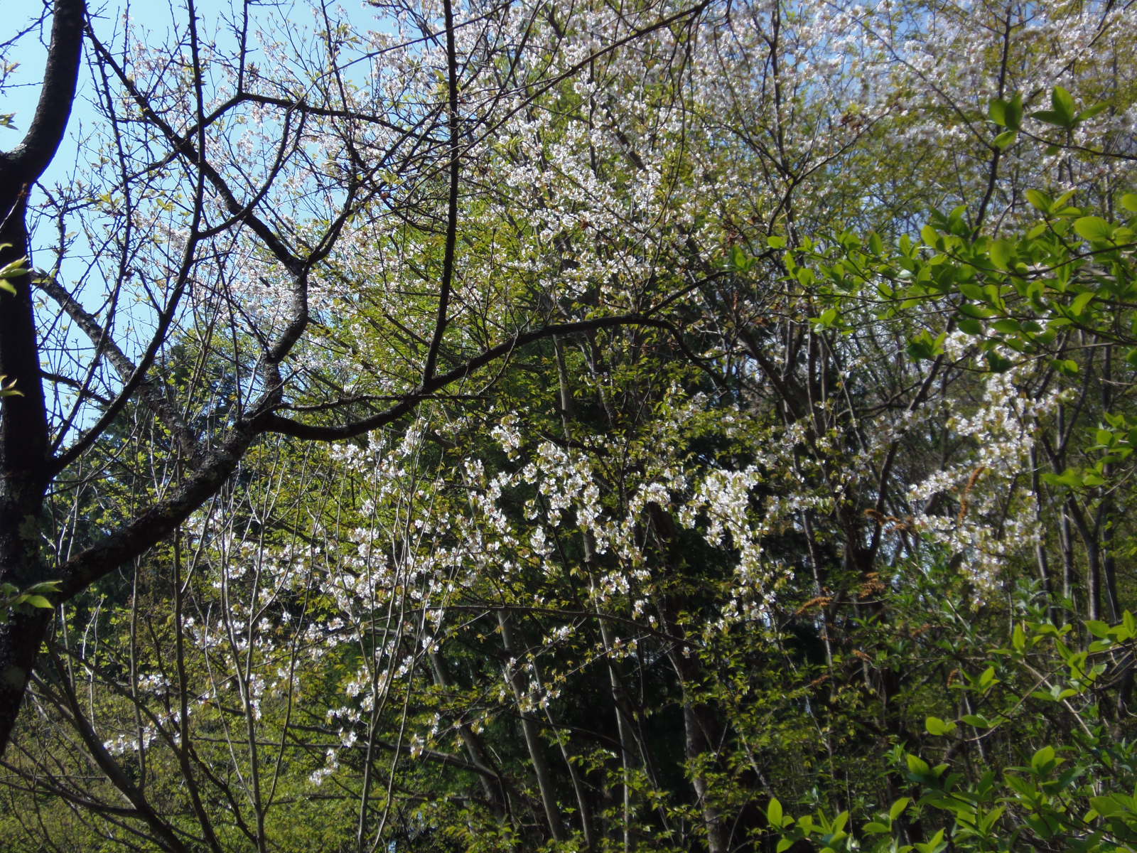 続ほよ村の桜　４月２６日　２０１５_d0127627_10122749.jpg