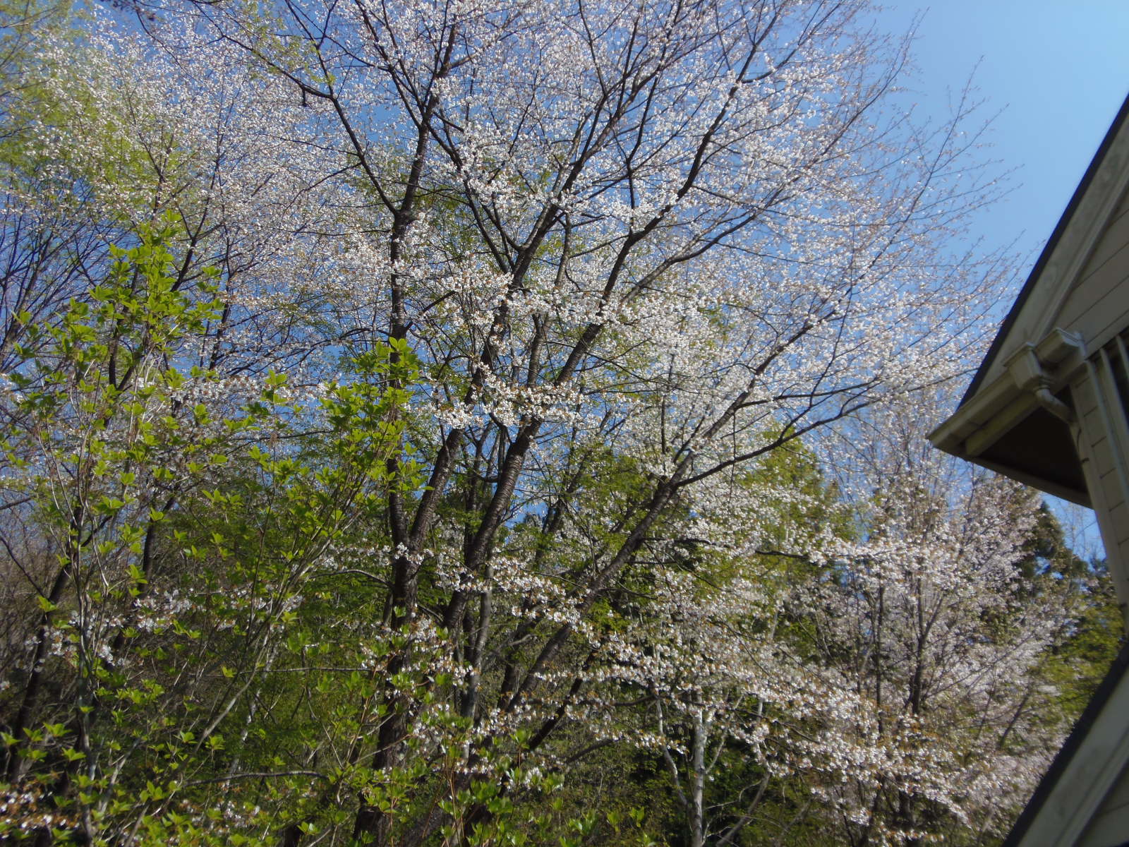続ほよ村の桜　４月２６日　２０１５_d0127627_10124753.jpg