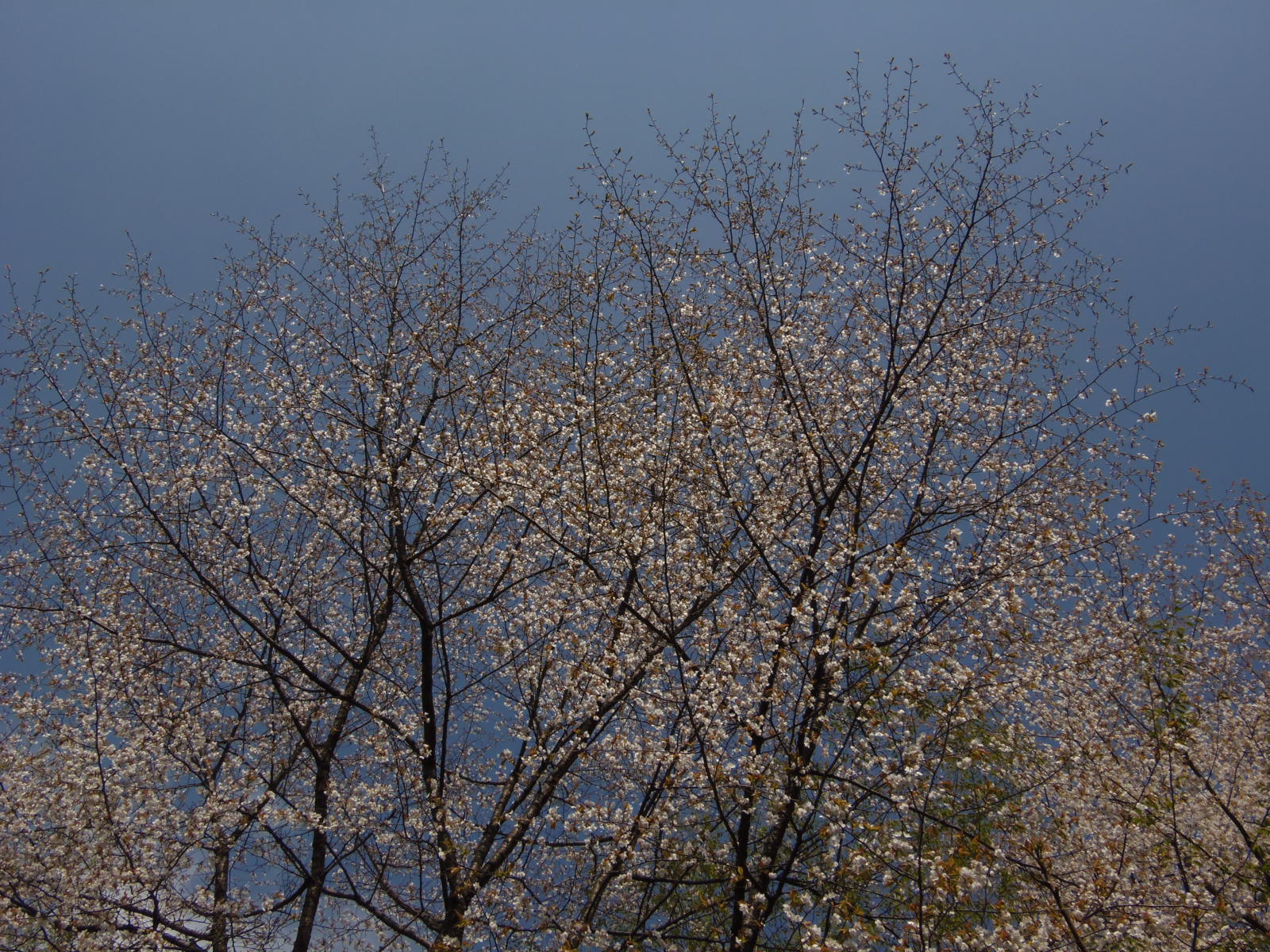 続ほよ村の桜　４月２６日　２０１５_d0127627_1012522.jpg