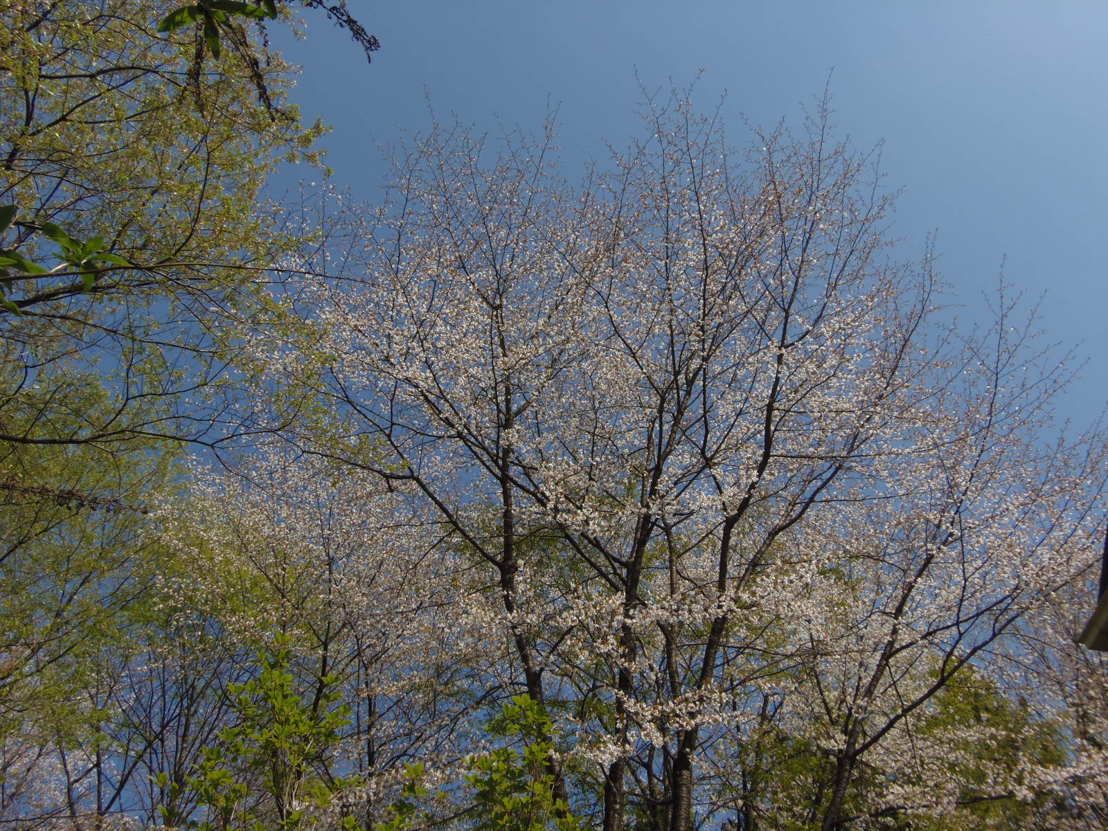 続ほよ村の桜　４月２６日　２０１５_d0127627_101343.jpg