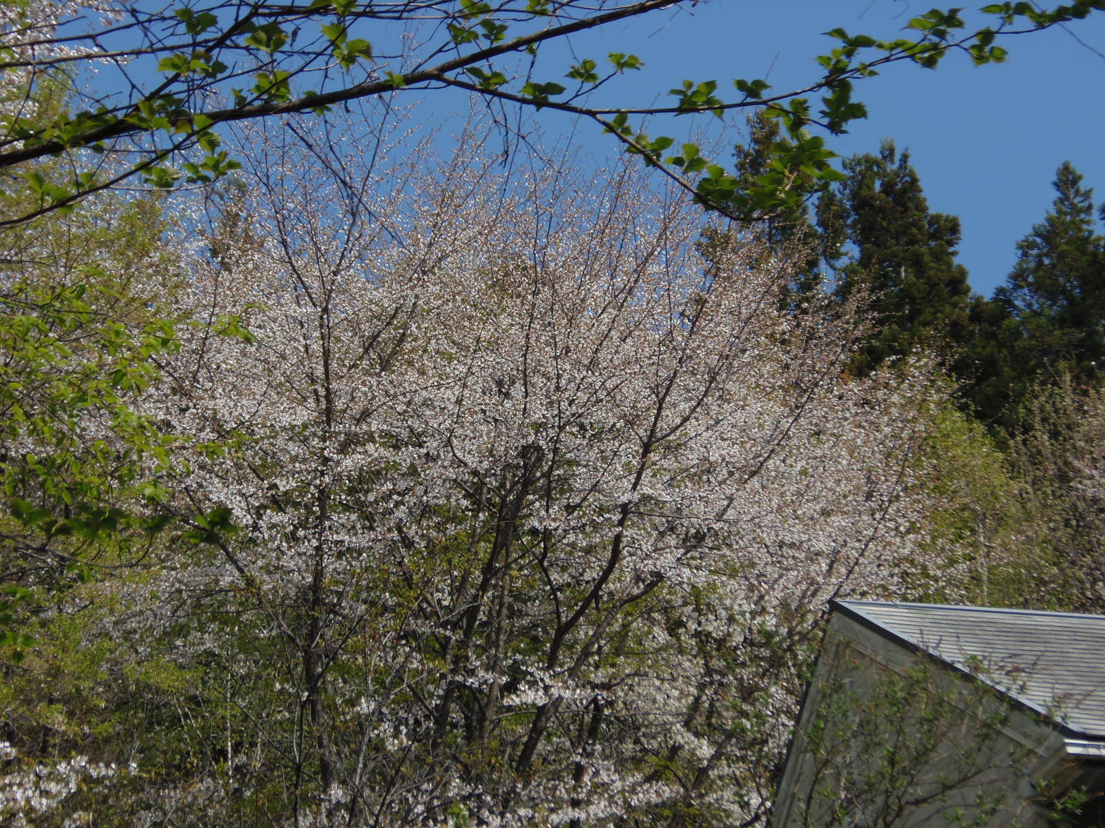 続々ほよ村の桜　４月２６日　２０１５_d0127627_10415572.jpg