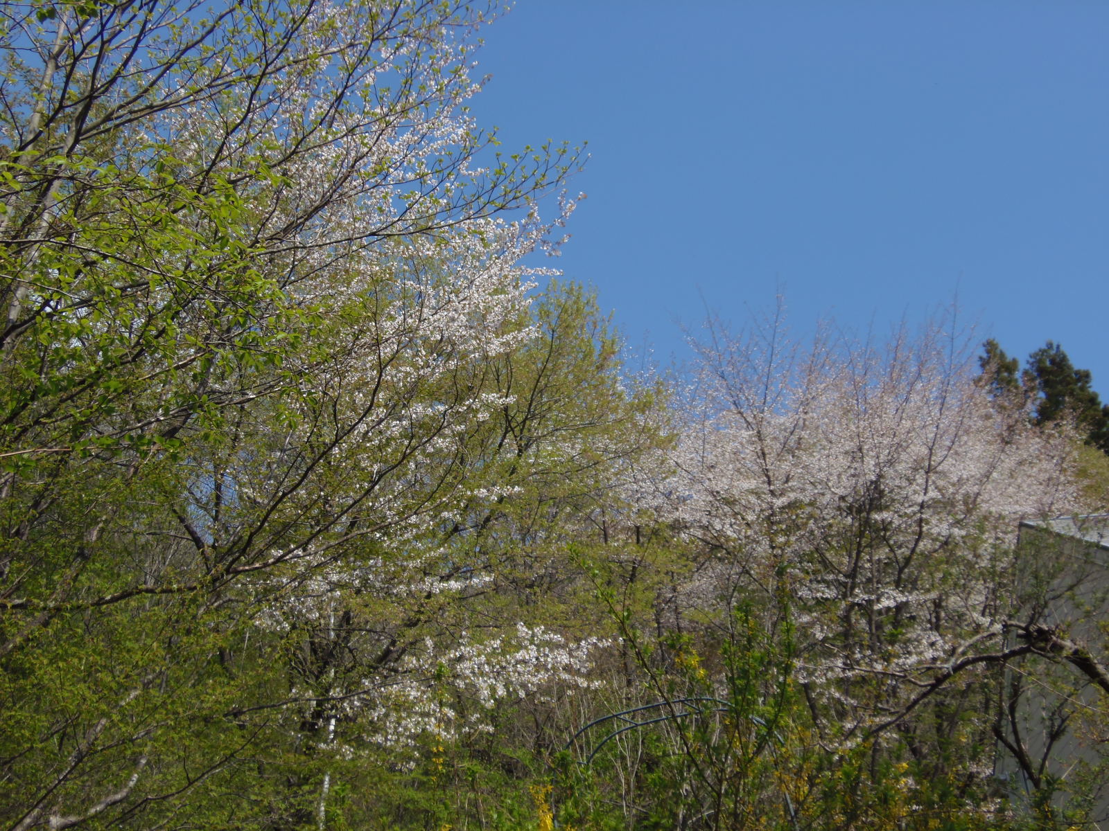続々ほよ村の桜　４月２６日　２０１５_d0127627_10421582.jpg