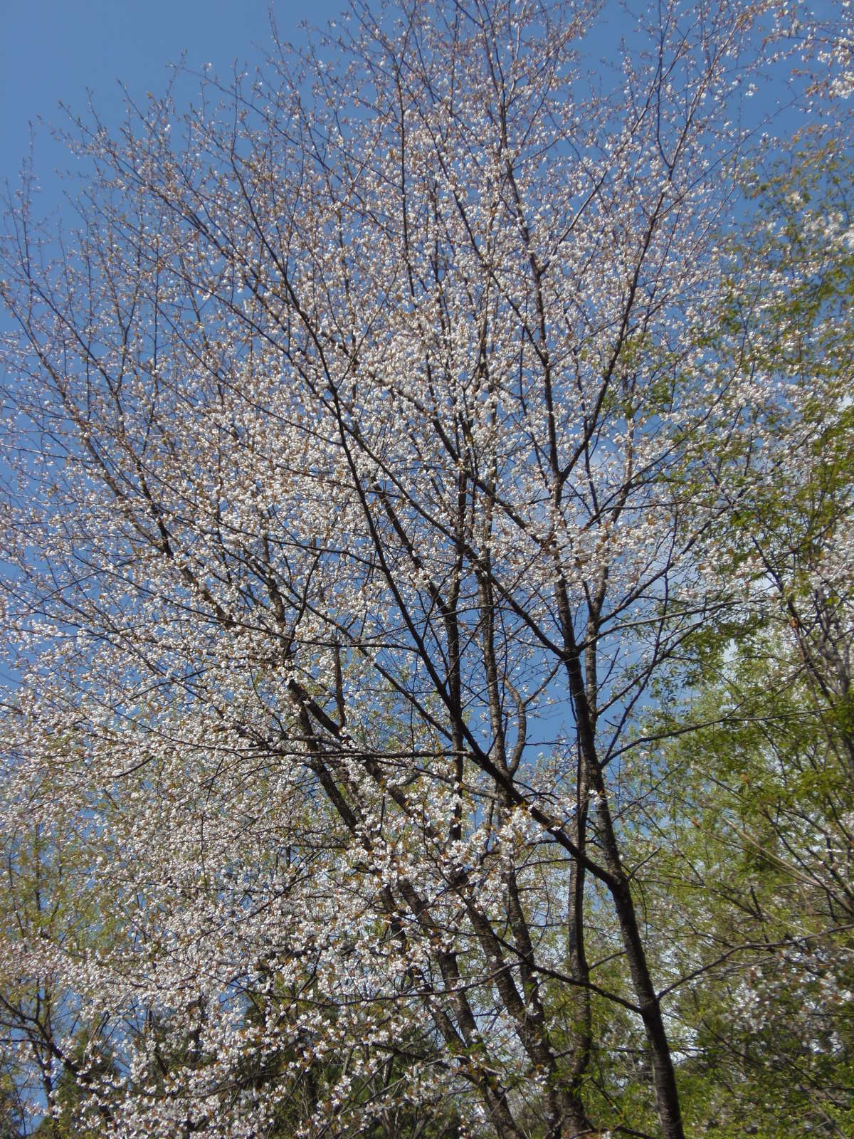 続ほよ村の桜　４月２６日　２０１５_d0127627_109177.jpg