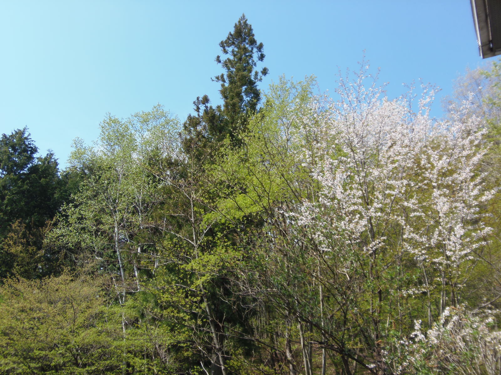 ほよ村の桜　４月２６日　２０１５　_d0127627_951535.jpg