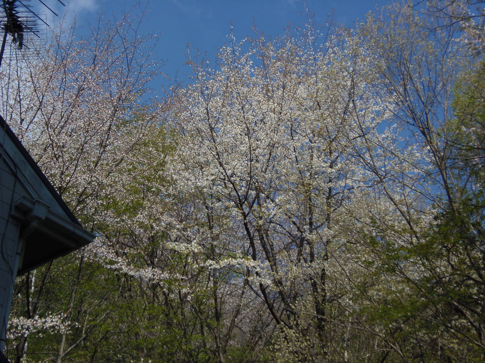 ほよ村の桜　４月２６日　２０１５　_d0127627_9533226.jpg