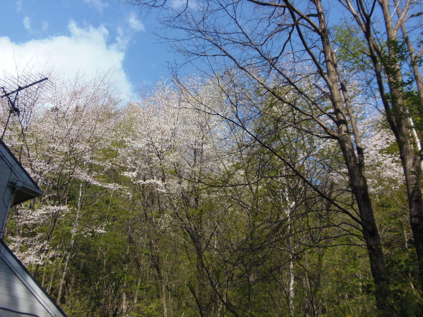 ほよ村の桜　４月２６日　２０１５　_d0127627_9534849.jpg
