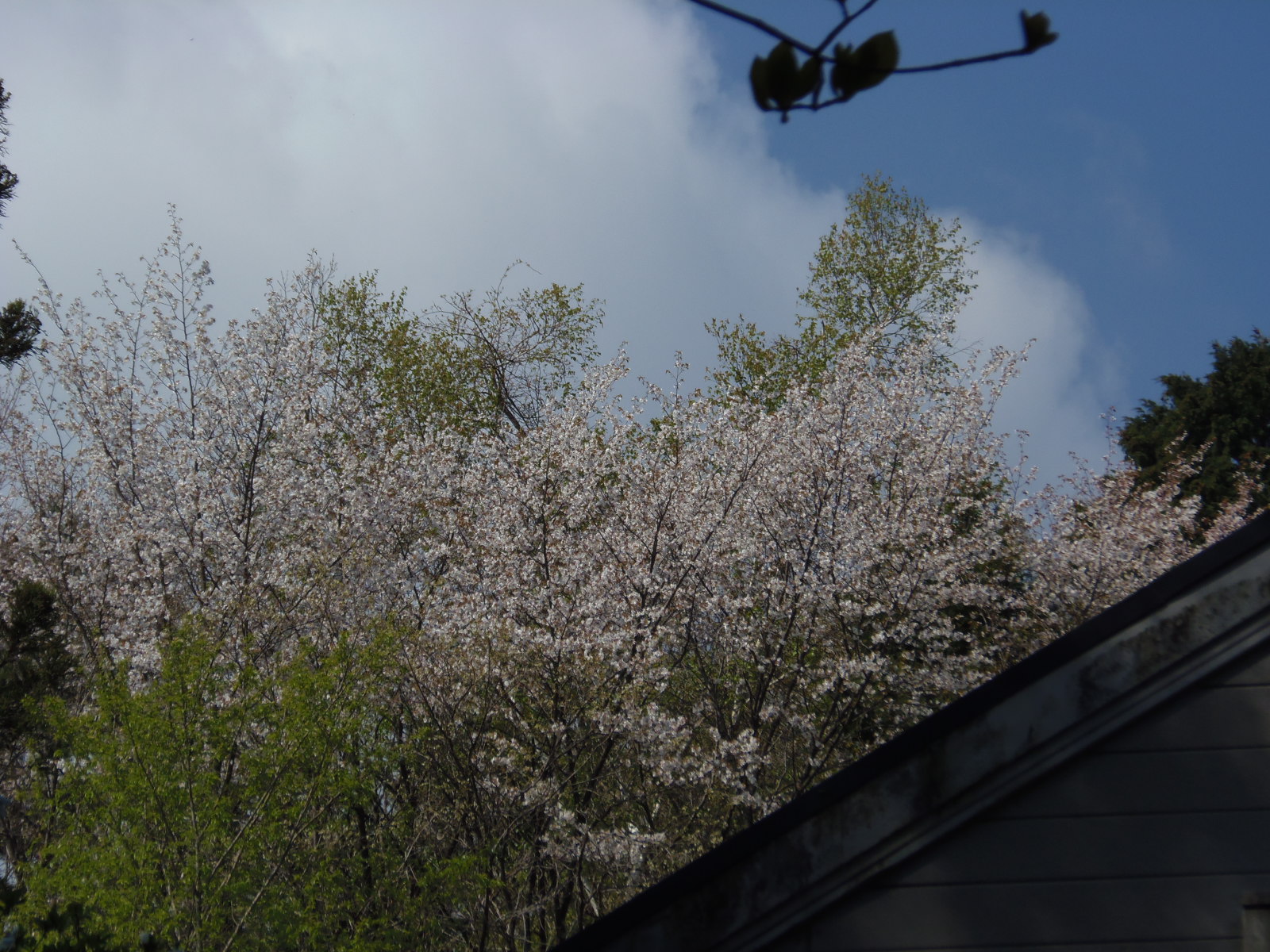 ほよ村の桜　４月２６日　２０１５　_d0127627_9561693.jpg