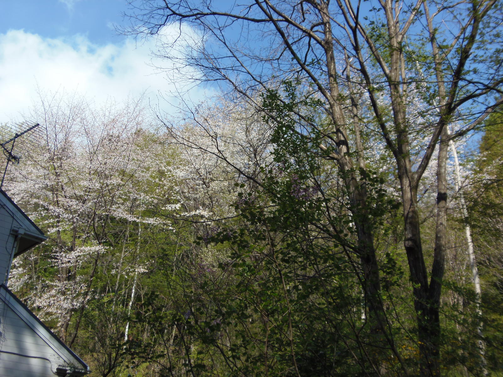 ほよ村の桜　４月２６日　２０１５　_d0127627_956349.jpg