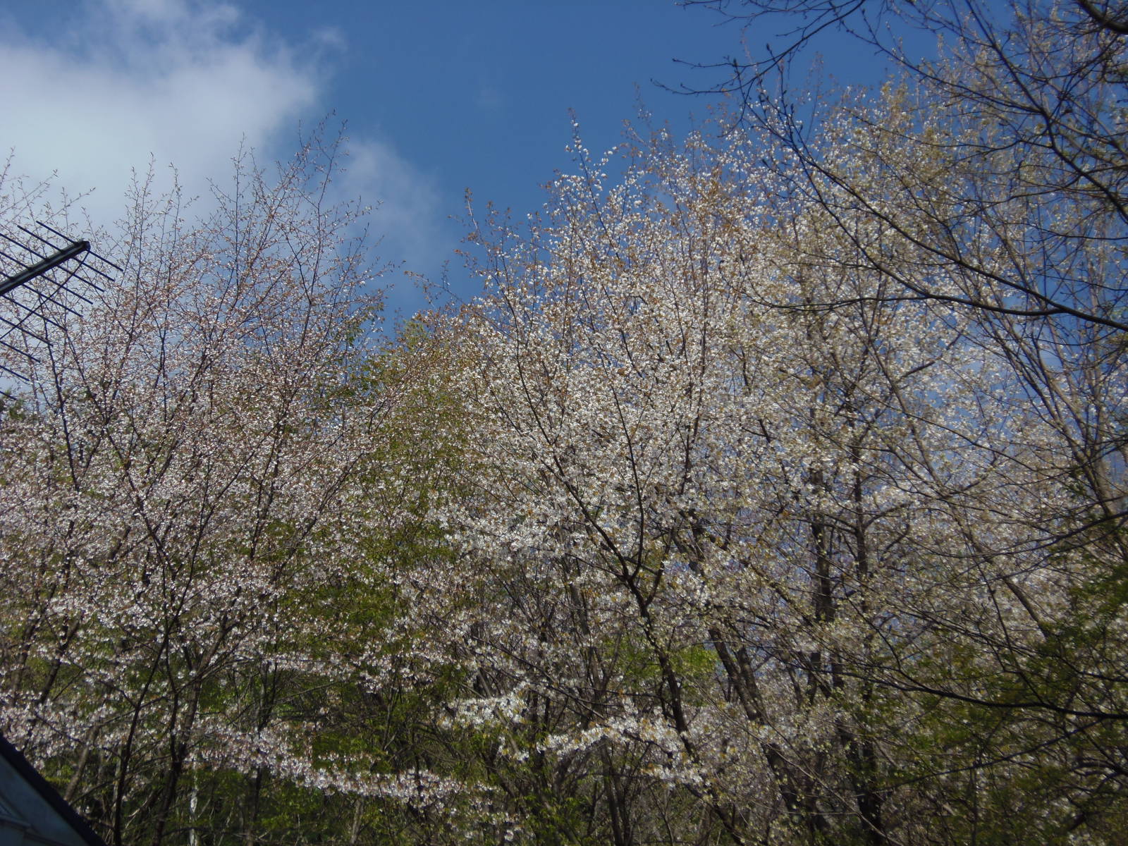 ほよ村の桜　４月２６日　２０１５　_d0127627_957123.jpg