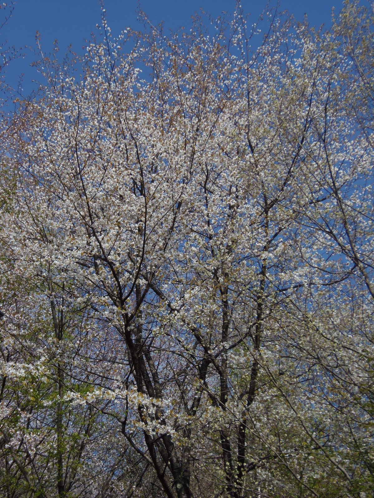 ほよ村の桜　４月２６日　２０１５　_d0127627_957529.jpg