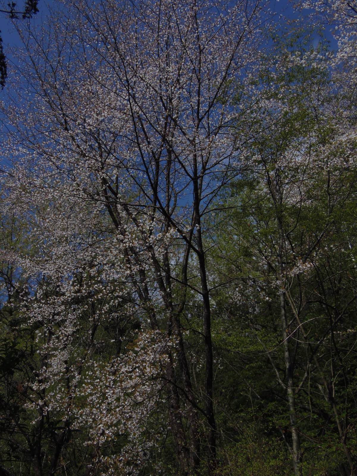 ほよ村の桜　４月２６日　２０１５　_d0127627_9581450.jpg